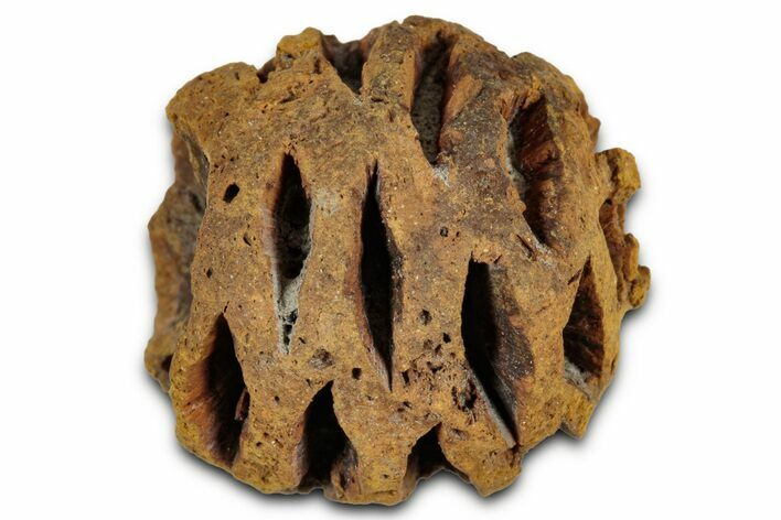 Fossil Pine Cone (Metasequoia) - Montana #352460